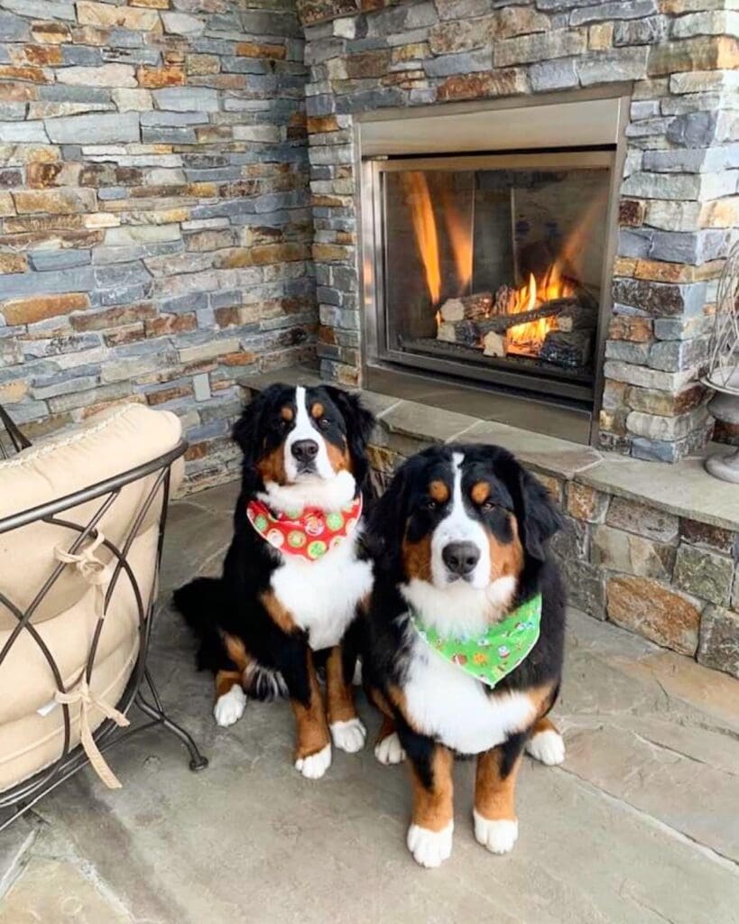 McGregor Lake Stack Stone with Puppies
